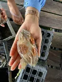 Soft Shell Crab