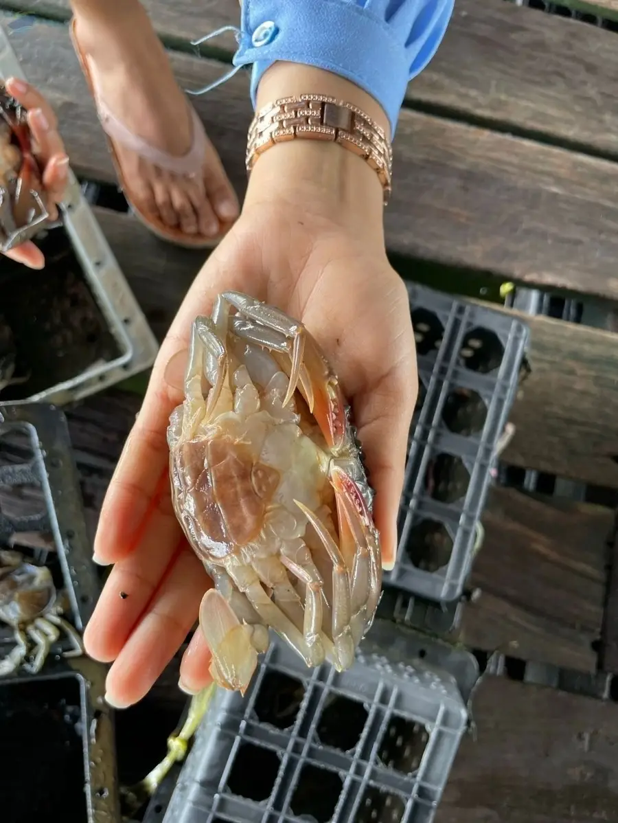 Soft Shell Crab