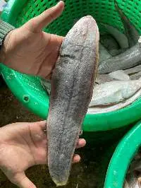 Sole Fish