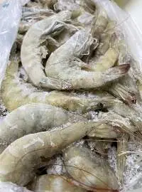 Vannamei Shrimps-Litopenaeus Vannamei
