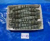Black Tiger Shrimp-Penaeus monodon