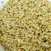 Natural Quality Best Price Green Lentils