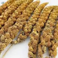 Long Size Red Millet Spray
