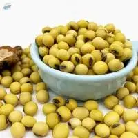 Wholesale price Non Gmo Soybean Grade 1