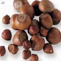 100% Organic Shell Raw Hazelnut