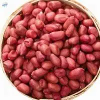 Best Quality Peanut In Wholesale Price