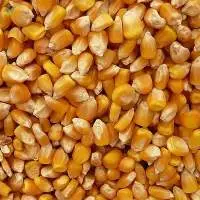 Dried Yellow Corn