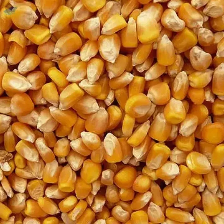 Dried Yellow Corn