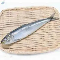 Hot Selling Sardine Fish
