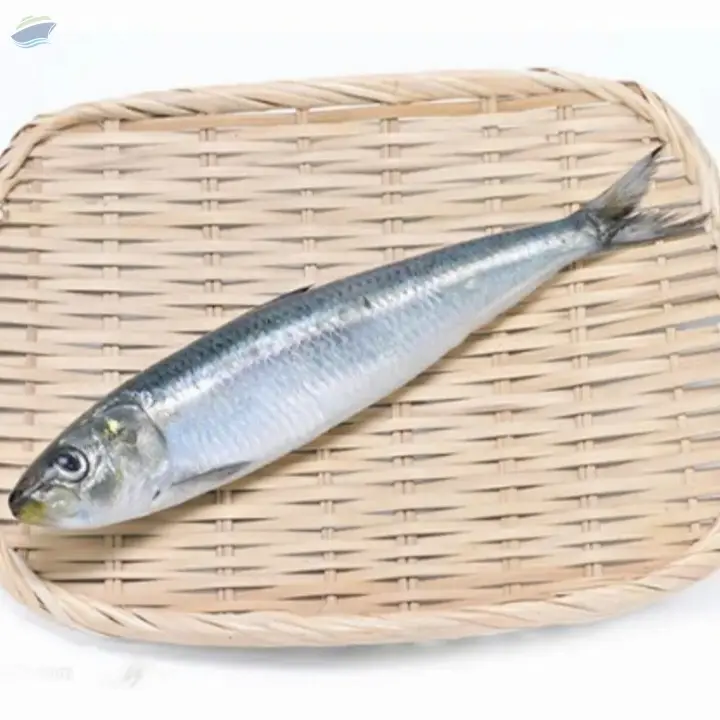 Hot Selling Sardine Fish