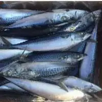 Frozen Atlantic Mackerel