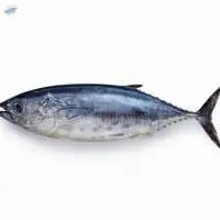 Frozen Yellow Fin Tuna