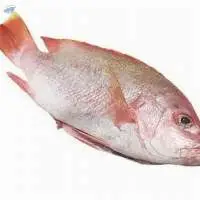 Frozen Red Seabream