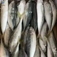Frozen Round Scad