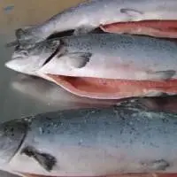Top Quality Seafood Fish Salmon