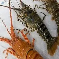 Seafood Fresh and Frozen Lobster