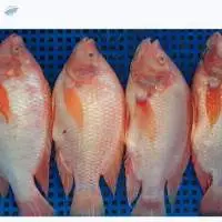 Fresh Frozen Red Tilapia