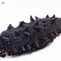 Factory buyer price dry sea cucumber