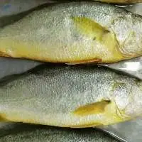Frozen Fresh Yellow Croaker Fish