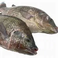 Frozen Whole Round Tilapia Fish