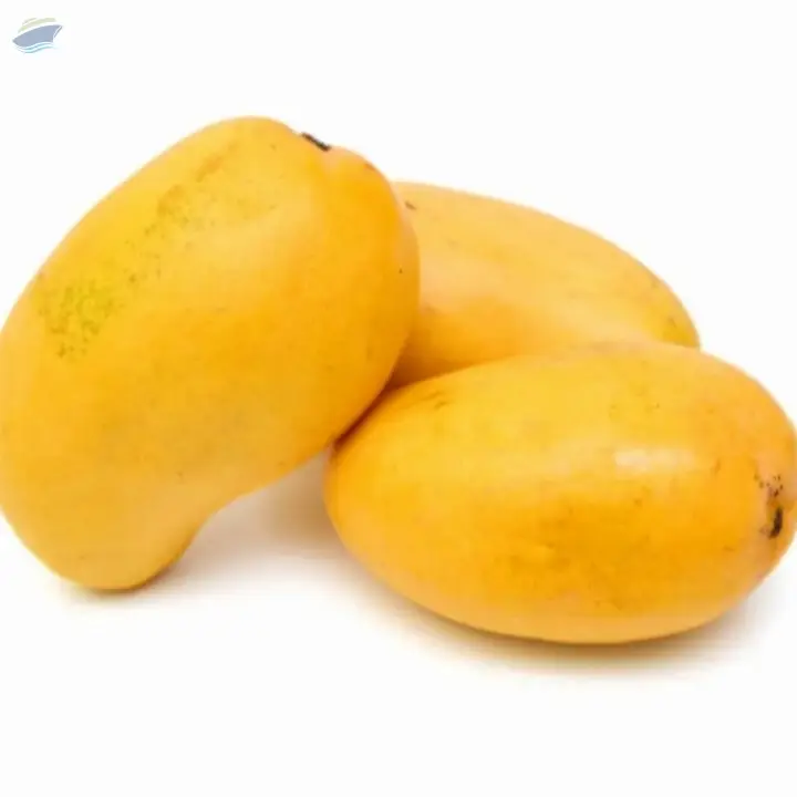 Cheap Price Fresh Mango Fruit
