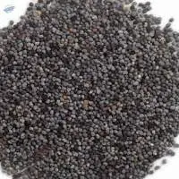 Premium Organic Poppy Seeds Blue For Sale