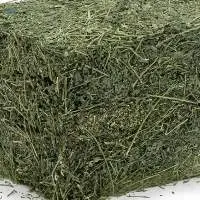 Alfafa Hay Animal Feeding Stuff