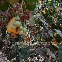 Raw Cashew Seeds