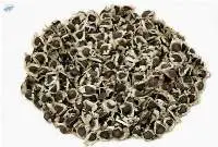 Moringa Seeds