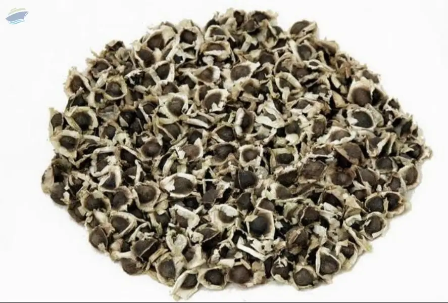 Moringa Seeds