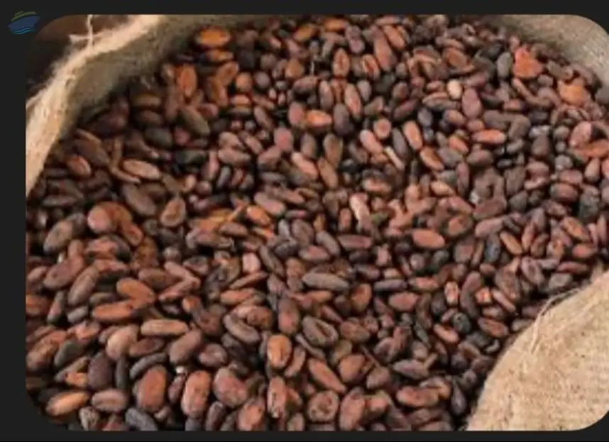Cocoa