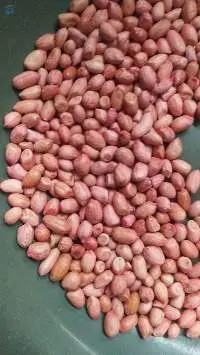Peanut or Groundnut kernal