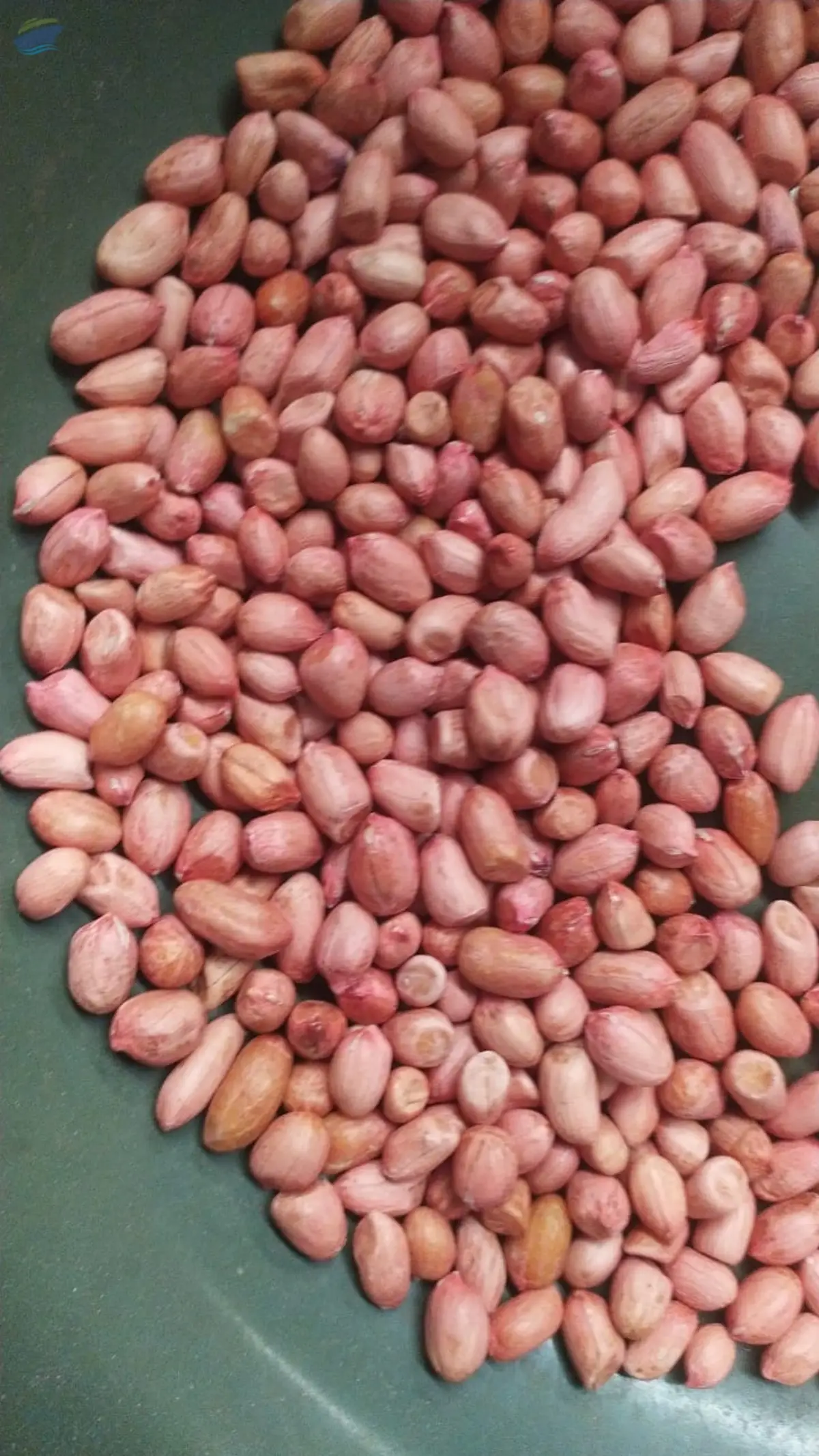 Peanut or Groundnut kernal