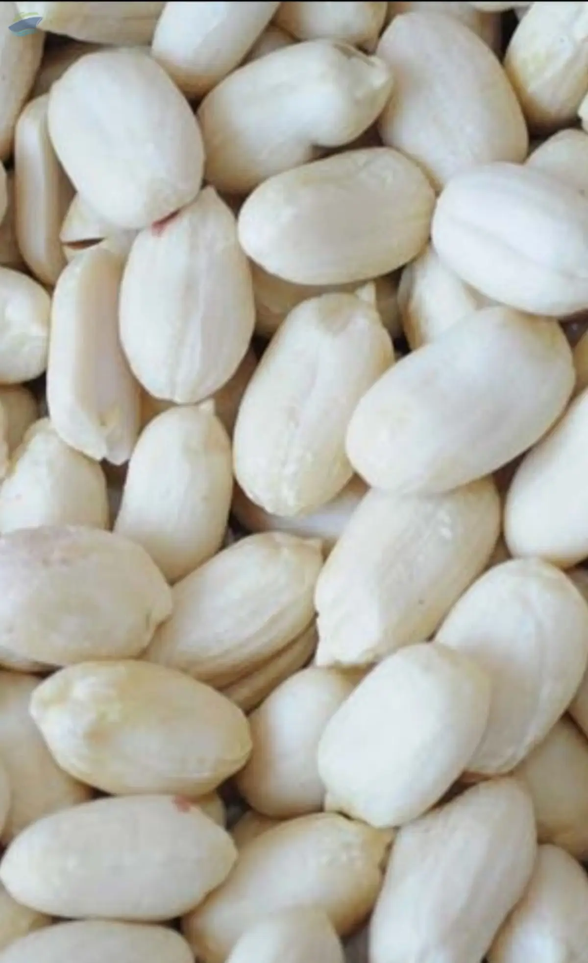 Peanut (Blanched)