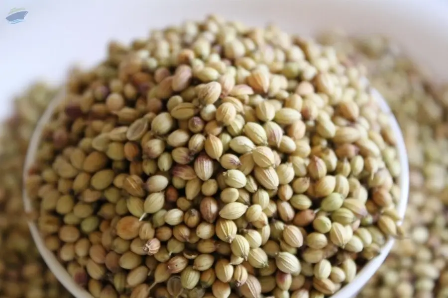 Coriander seeds