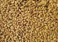 Wheat