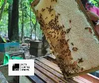 Pure Natural Acacia Honey