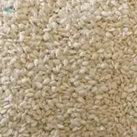 Natural Sesame Seeds