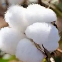 Raw Cotton