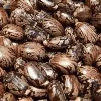 Castor Seeds