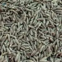 Cumin Seeds
