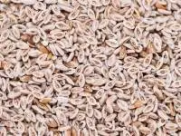 Psyllium Seeds