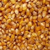 Yellow Corn