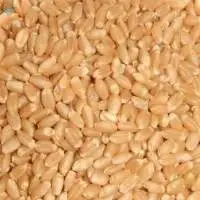 Wheat Whole