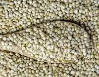 Sorghum Seeds