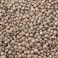 Whole Red Lentils
