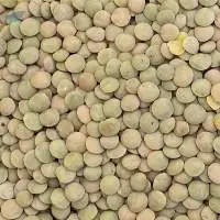 Laird Green Lentils