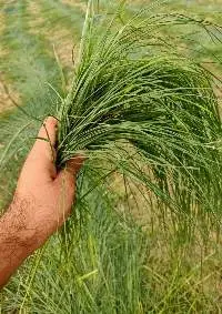 Rhodes Grass (Animal Feed) Fine Cut A+