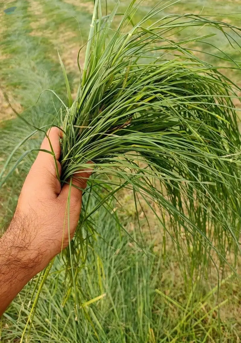 Rhodes Grass (Animal Feed) Fine Cut A+