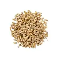 Barley Seeds